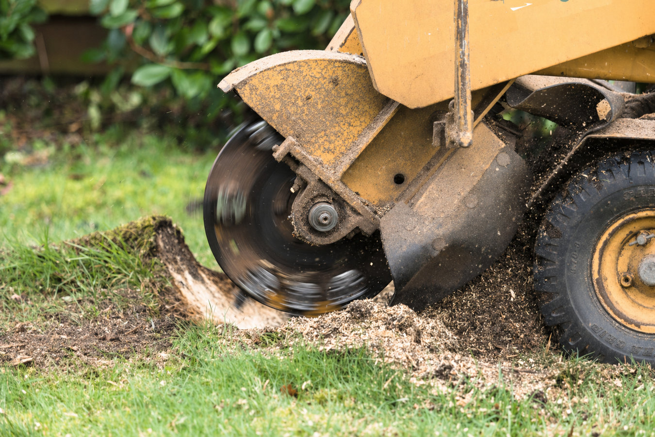 Stump removal in Compton, CA