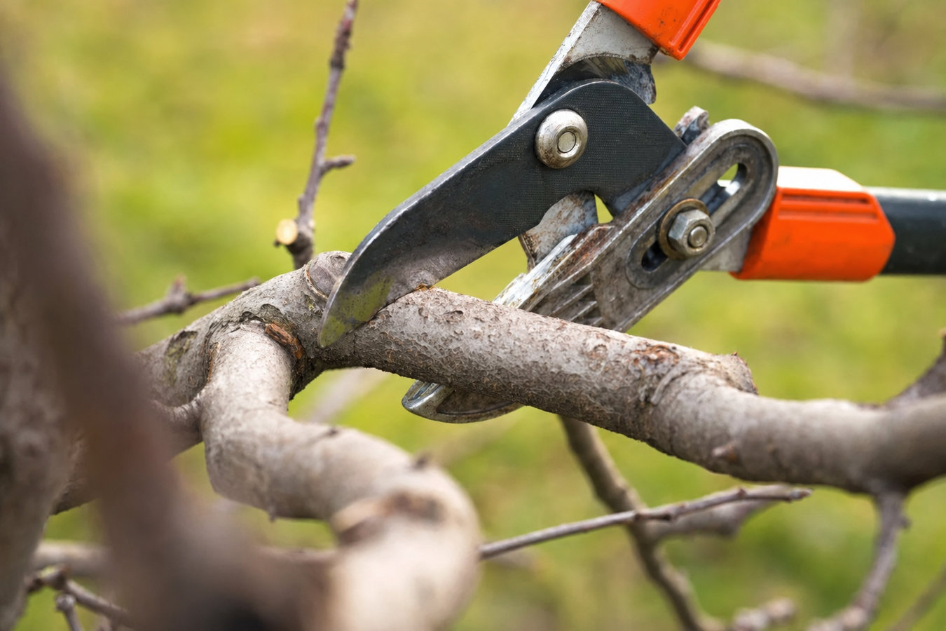 Tree pruning in Compton, CA