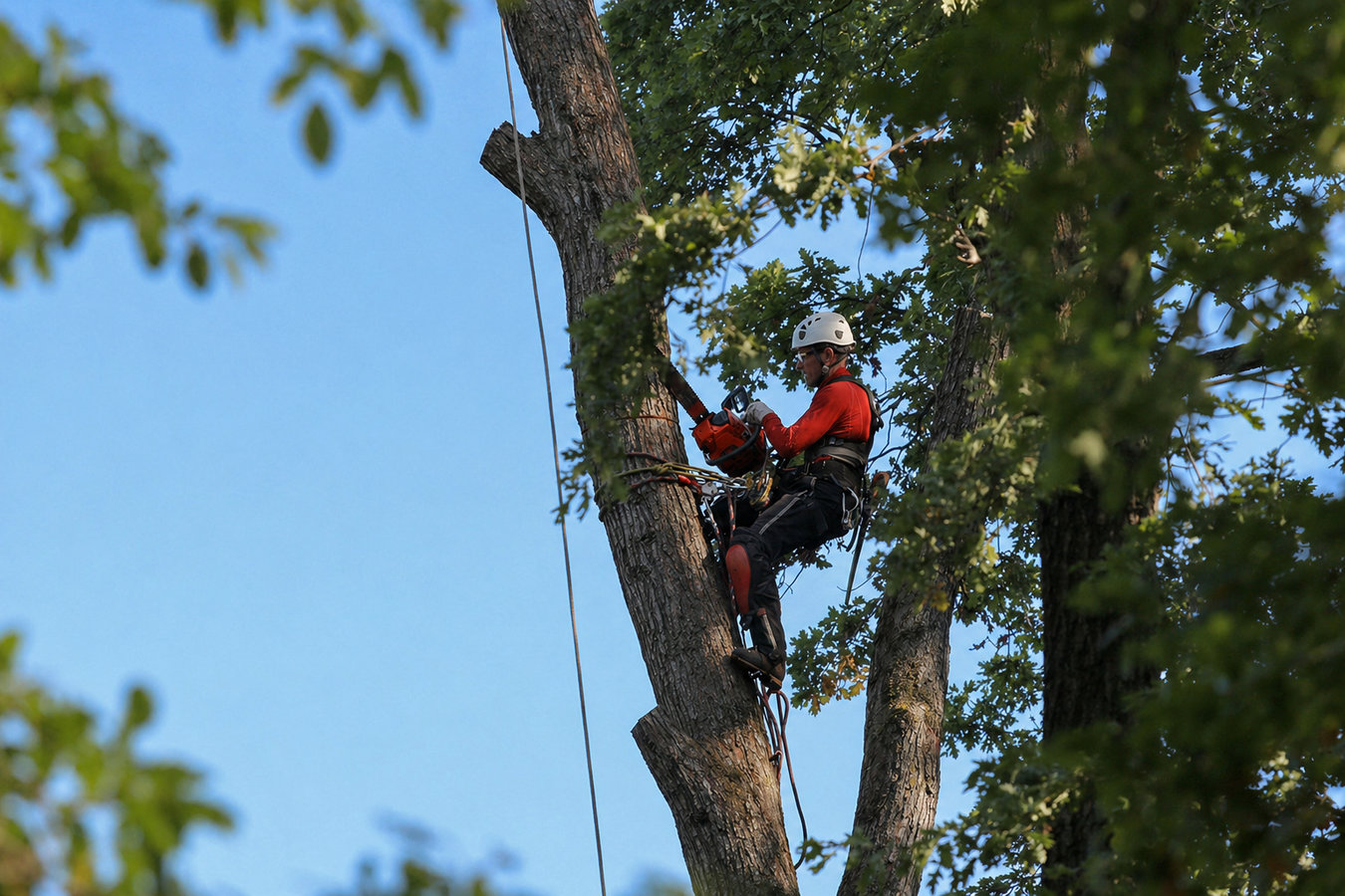 Tree removal in Compton, CA